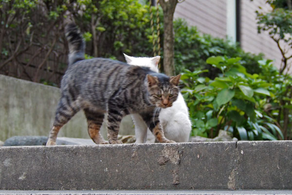 タビワンハクに被る