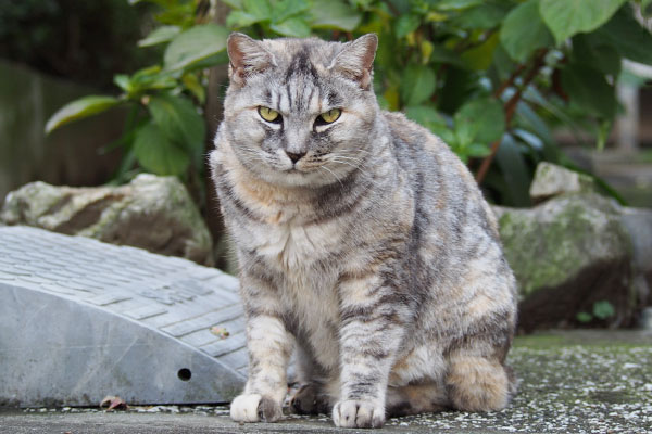 お代わりを待つカッコイイ銀