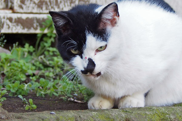 鼻筋に血が出ているムーン