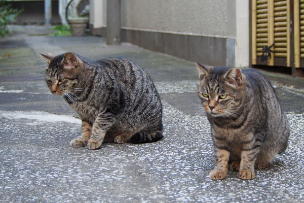 タビワンとタビッツ