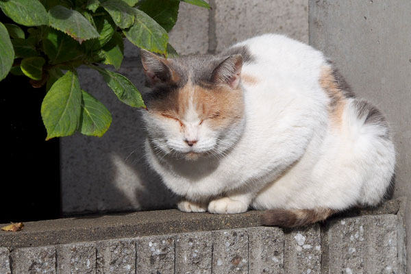 みけ姐ちんまり寝