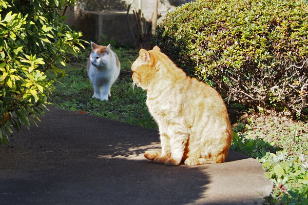 何か通った