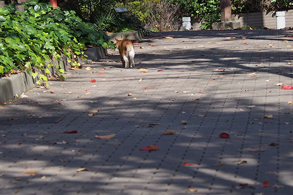 公園へ向かう