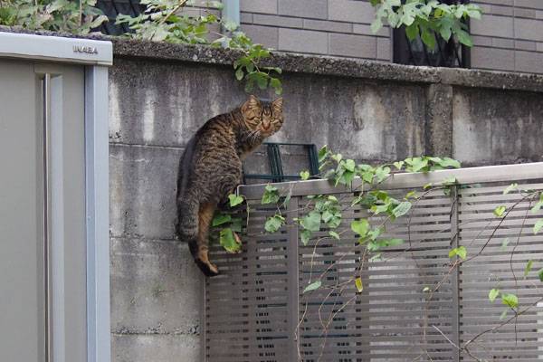 逃走途中にポージング