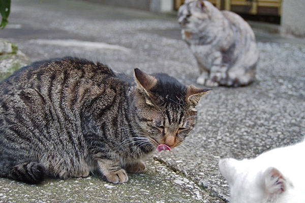 タビワンペロリン