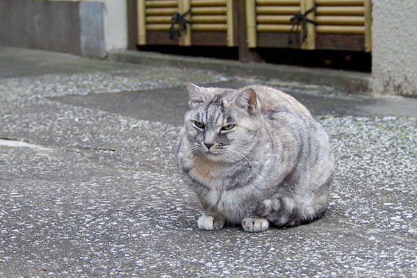 すごく丸い銀ちゃん