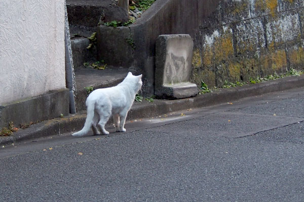 遠くを見る