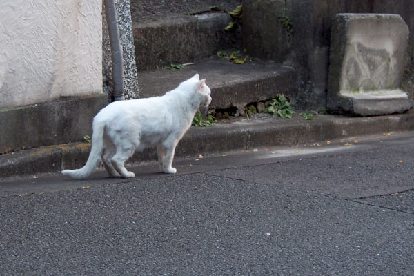 横から