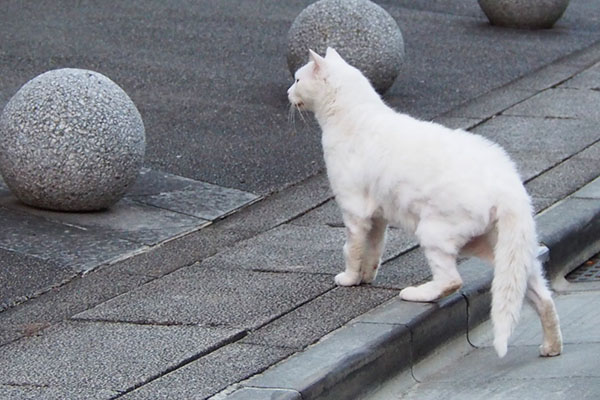 植え込みの奥を警戒