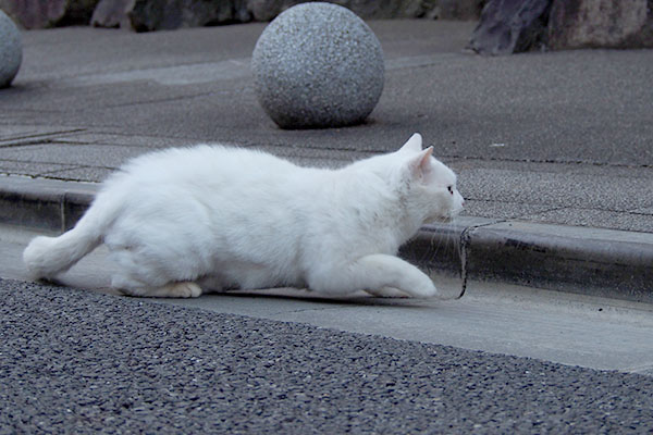 狩るのか