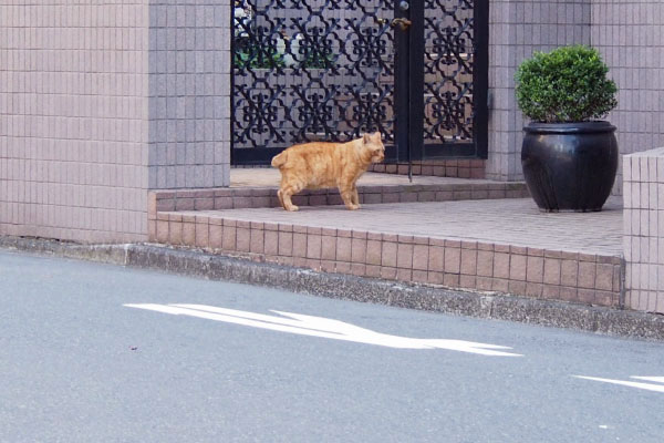 ボブテイルの茶トラ