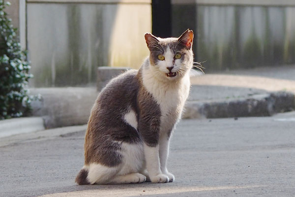 ニャーな姉にゃん