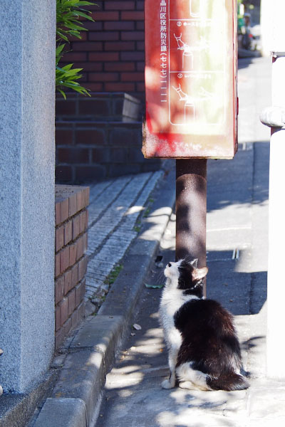 見上げるカル