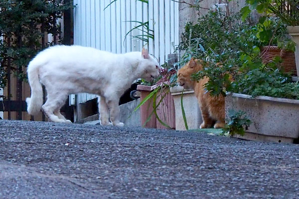 シャウトするバル君