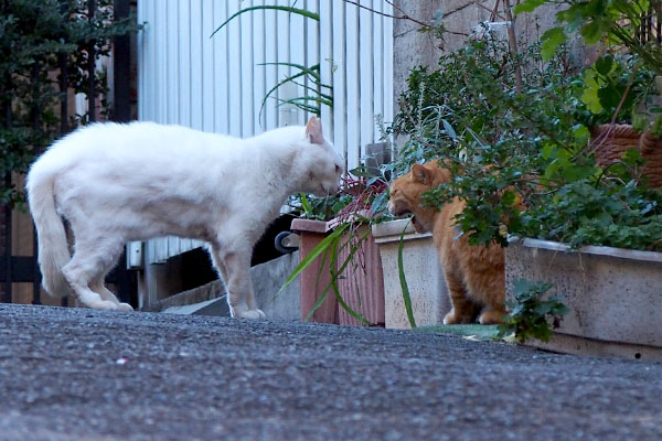 大きなお口でニャオる