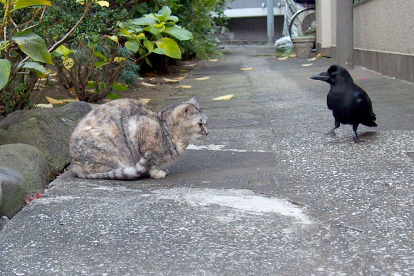 見つめ合う銀とカラス