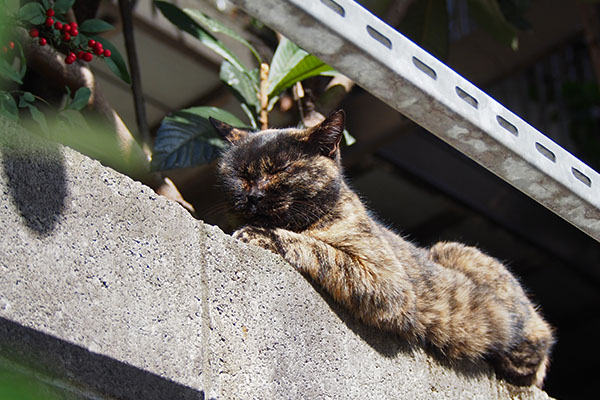 塀の上にサビチッチ