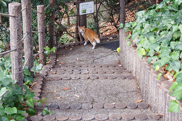 またおまえにゃか