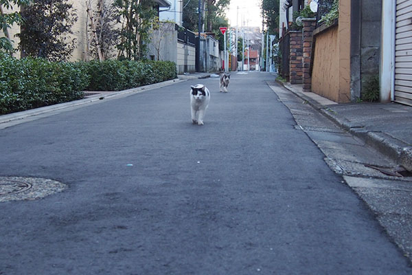 坊と姉にゃん2016