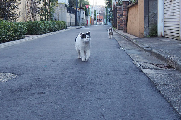 坊と姉にゃん2