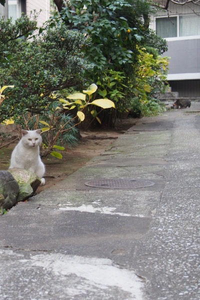 来るつもりだな