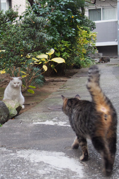 しっぽ立て過ぎ