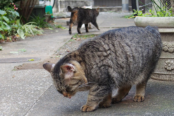 ぺろぺろタビゾ後ろタビワン