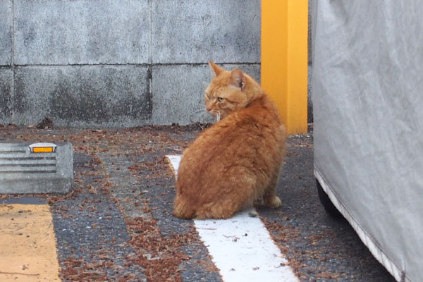 睨まれたボス君動けず