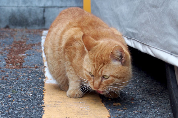 食べるボス君