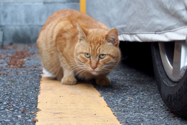 ドキドキが止まらないボス君