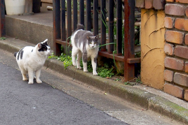 離れる姉にゃん