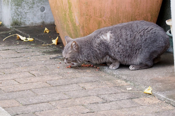 シピ食べ続けてる