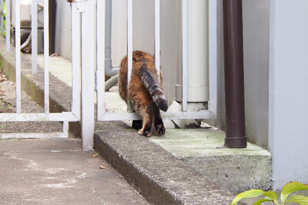 しっぽがしゅるり