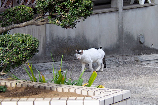 気付いているリボン君