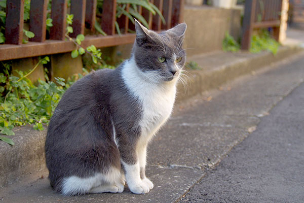 地面に到着ちびにゃん