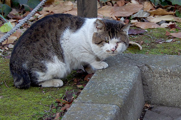 お代わり待ちドンちゃん