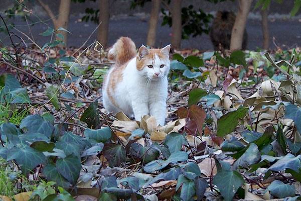 ドンちゃんが大好きなプリン