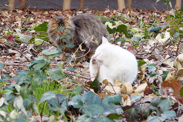 プリンの背後にもっふもっふ猫