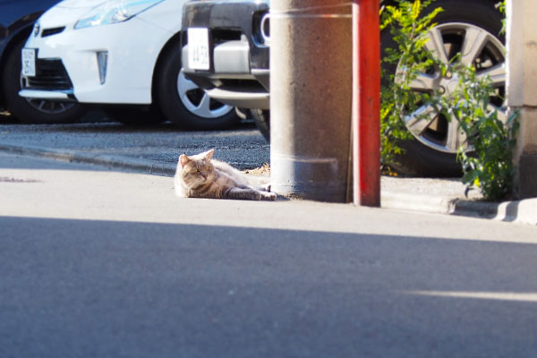 電柱の横に発見