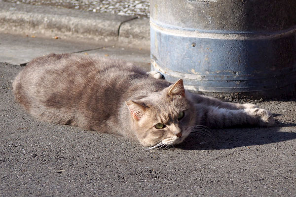 見るけど逃げないグリ