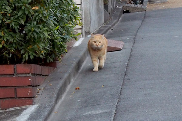 ガレージに向かってくるジル