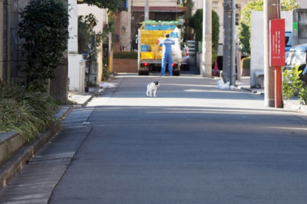 道路に猫