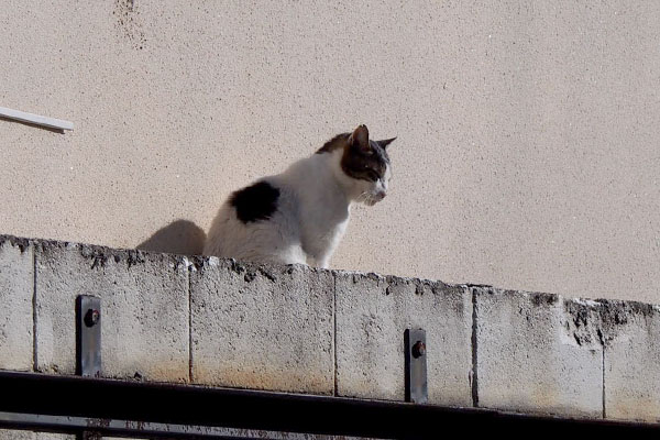 日向ぼっこウィン