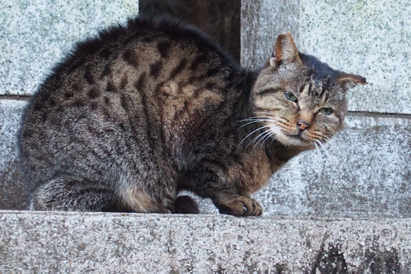 ぼんやりしているツキ