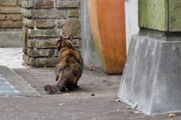 サビ猫の背中