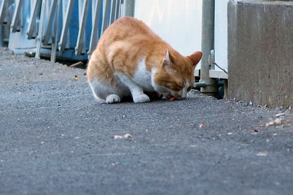 当然のように食べるクライ