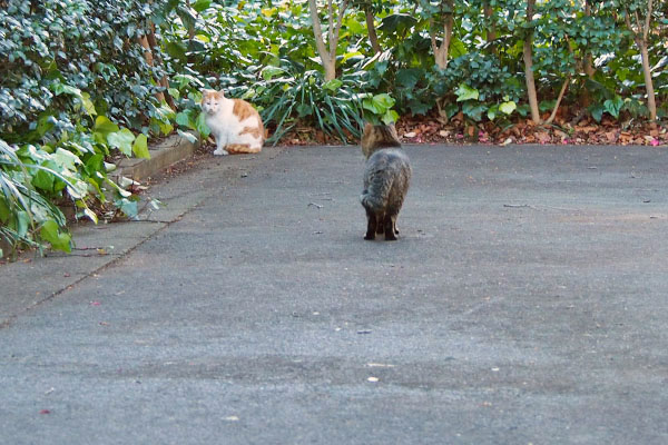 またトッキーが来ている