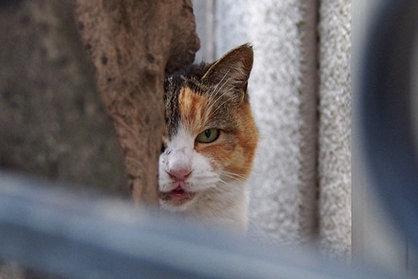 木の陰からニャー