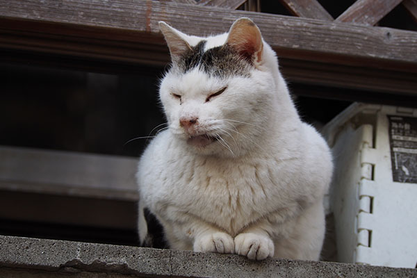 鼻水出てるリボン