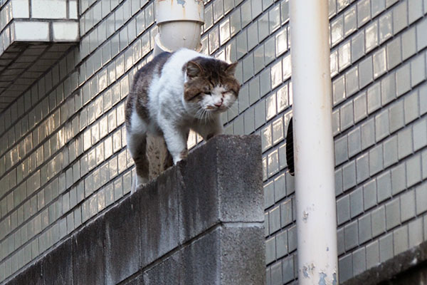 塀から降りるドンちゃん